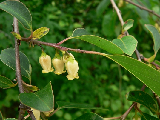 {Diospyros virginiana}